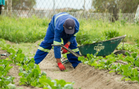 Jakie są najważniejsze kryteria przy wyborze firmy oferującej usługi ogrodnicze?